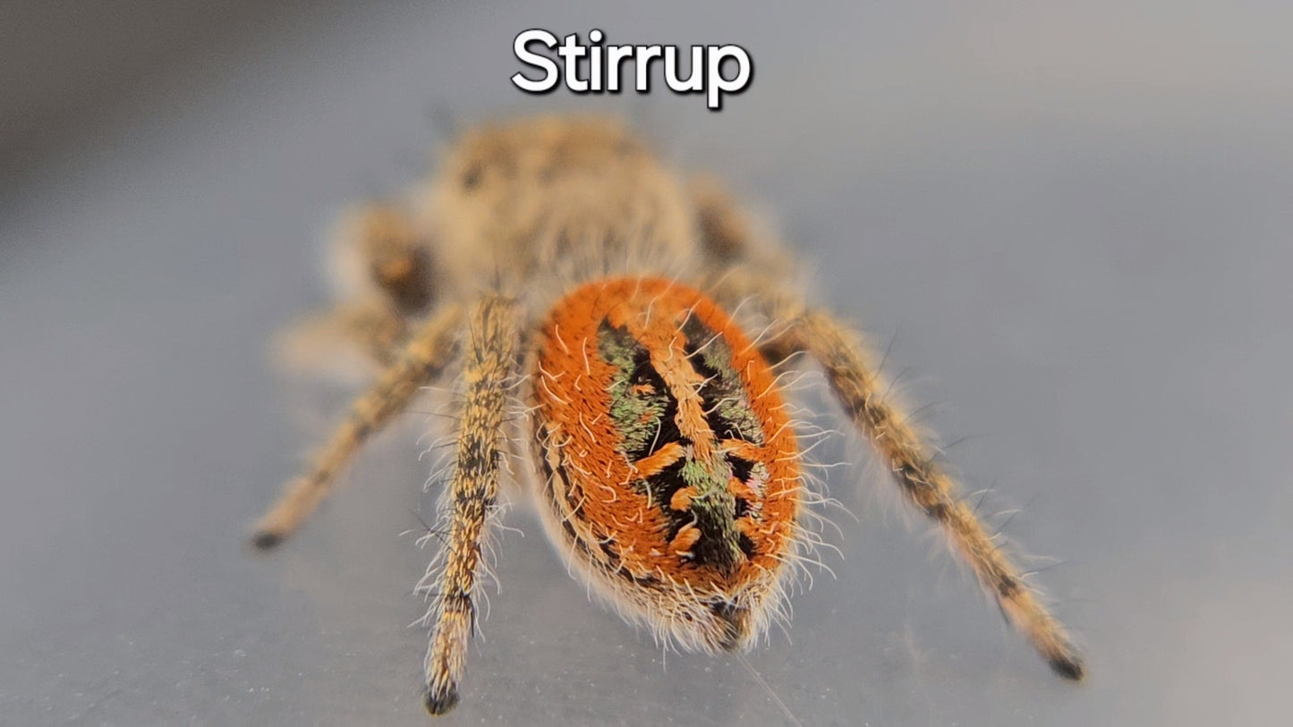 Stirrup - Penultimate Male P. texanus (Shipping Invoiced Separately)