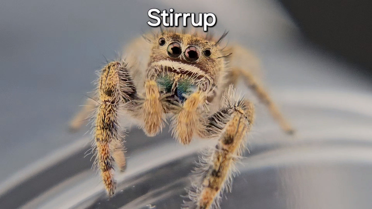 Stirrup - Penultimate Male P. texanus (Shipping Invoiced Separately)