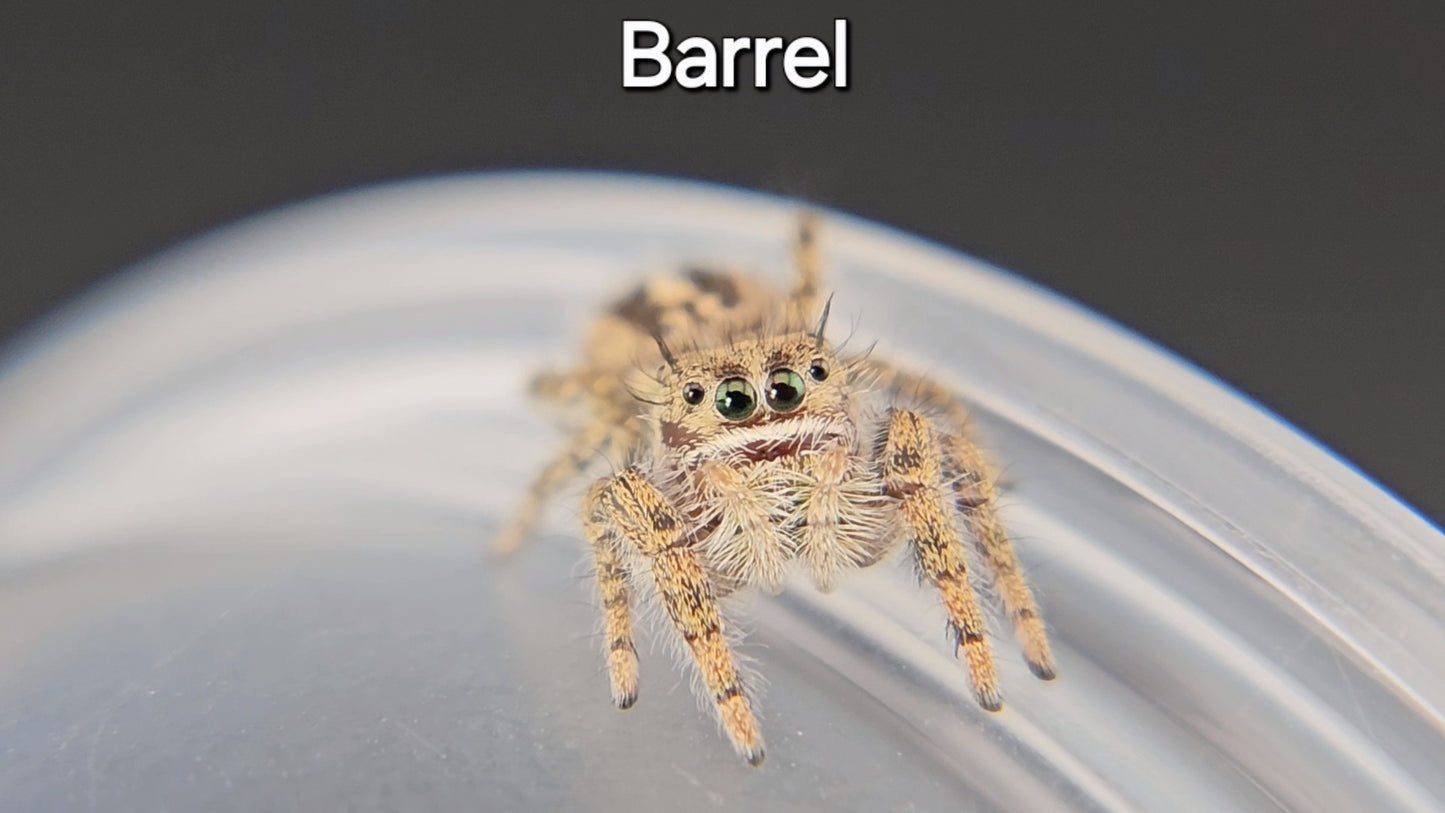 Barrel - Female(?) P texanus (Shipping Invoiced Separately)