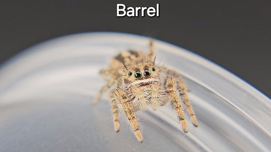 Barrel - Female(?) P texanus (Shipping Invoiced Separately)