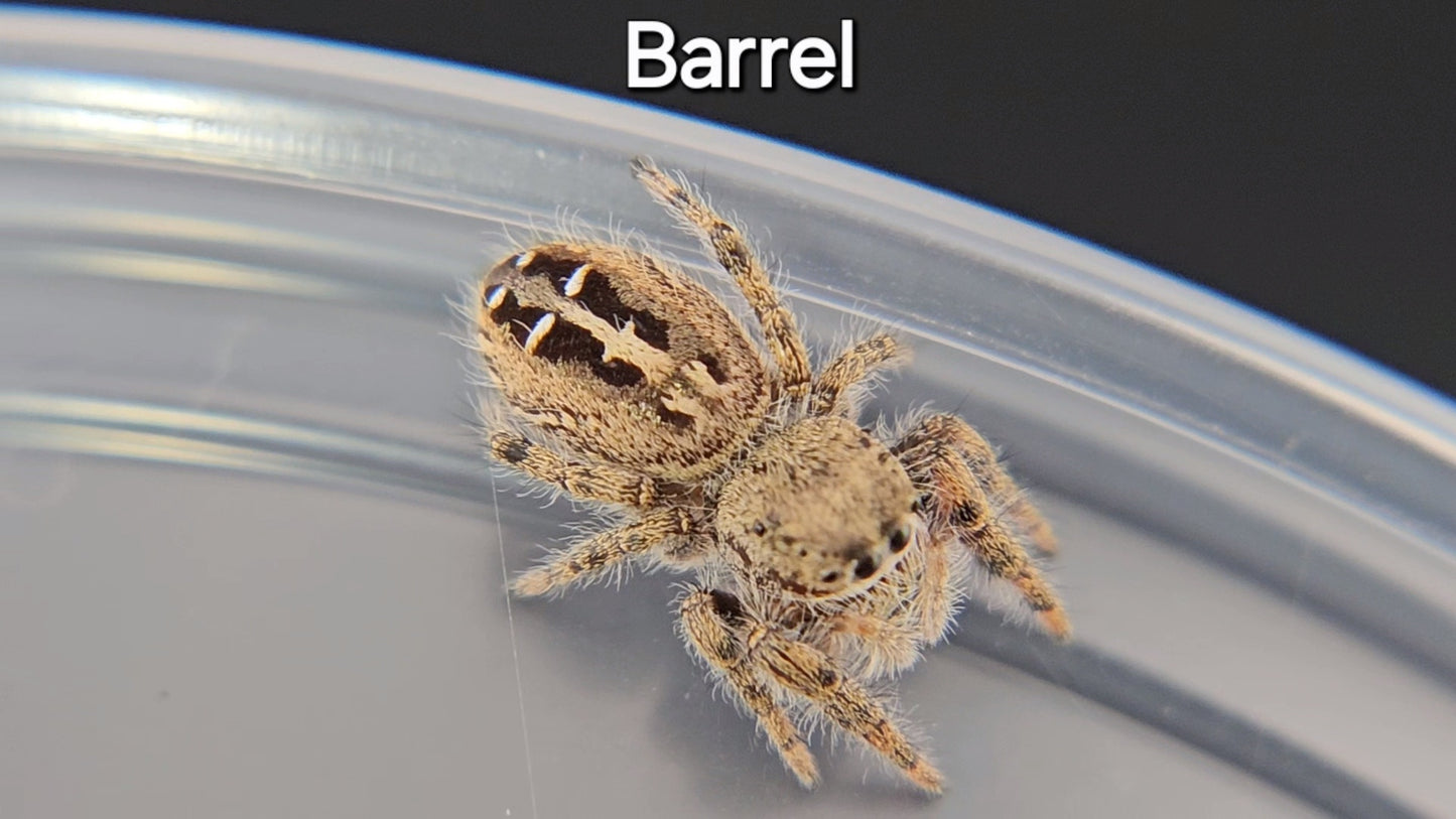 Barrel - Female(?) P texanus (Shipping Invoiced Separately)