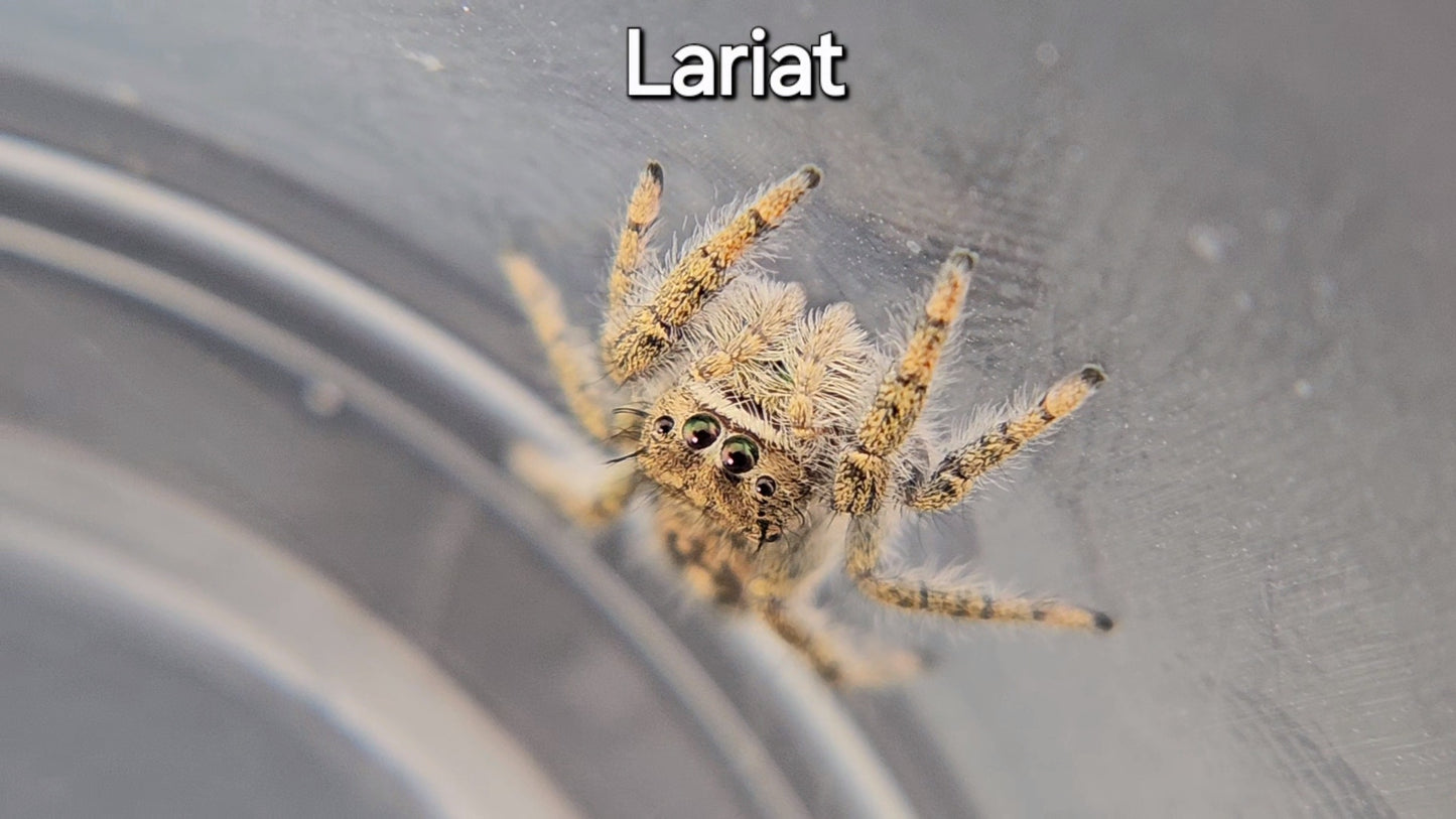 Lariat - Penultimate Female P. texanus (Shipping Invoiced Separately)