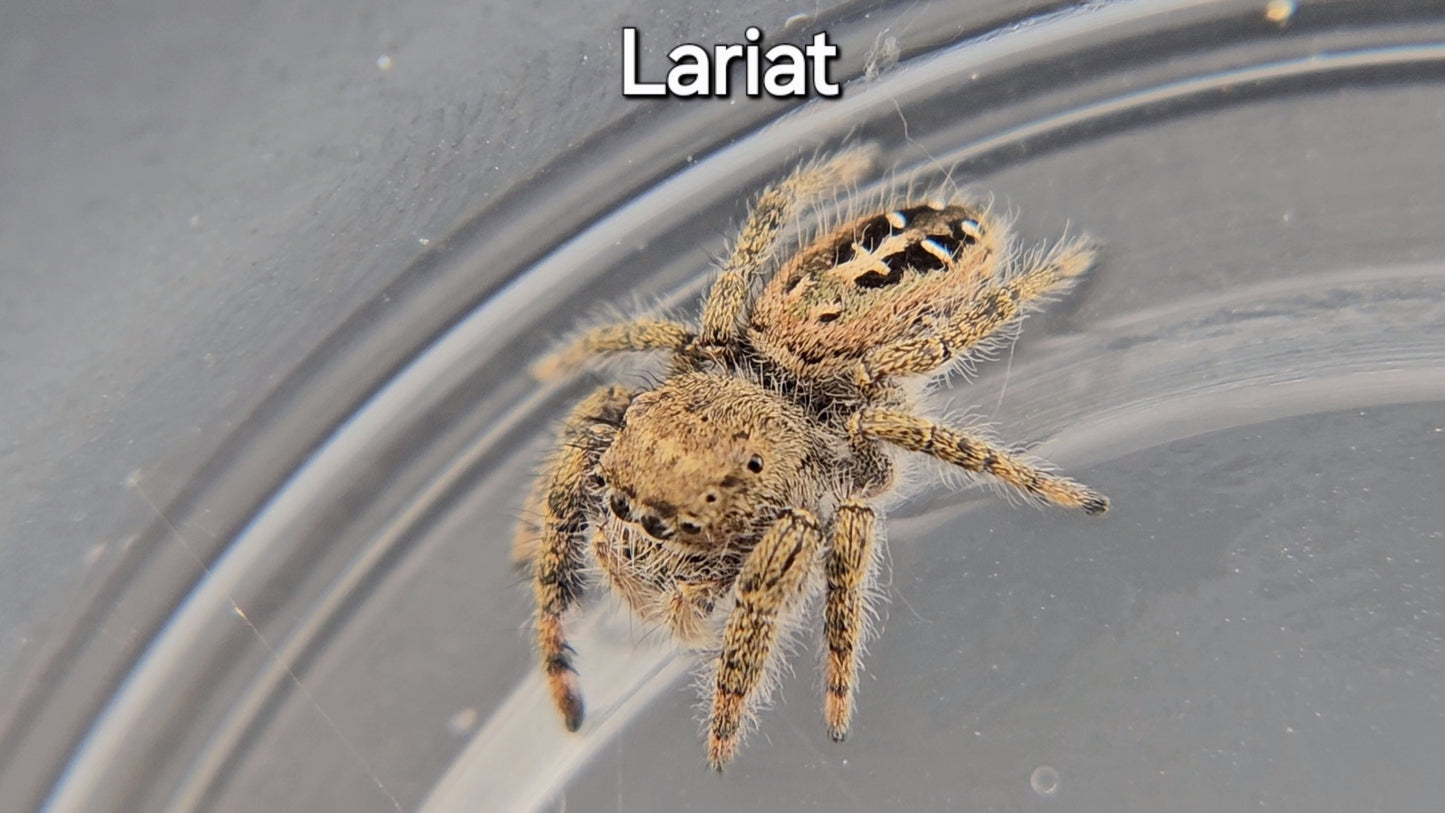 Lariat - Penultimate Female P. texanus (Shipping Invoiced Separately)