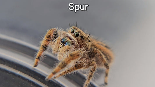 Spur - Female(?) P texanus (Shipping Invoiced Separately)