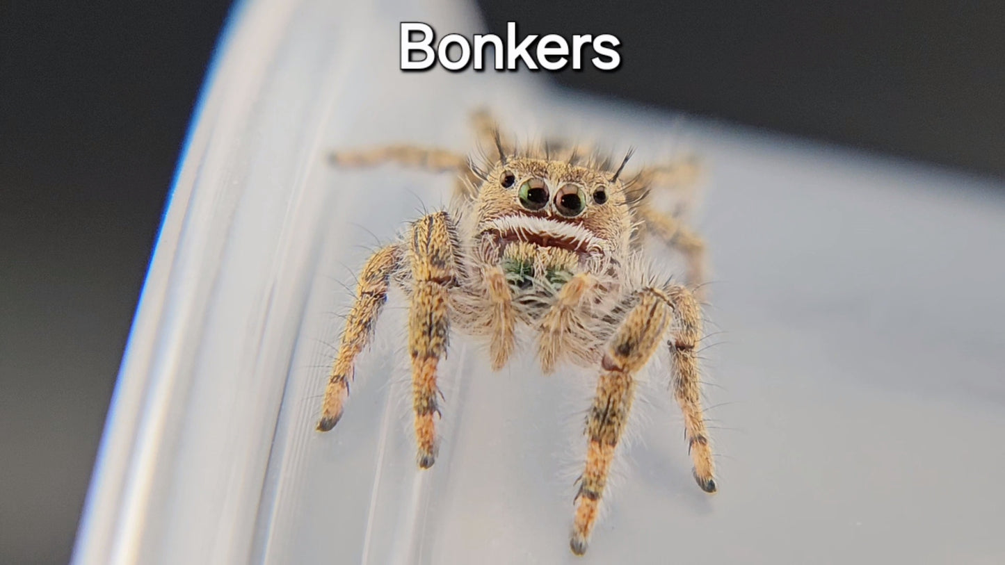 Bonkers - Penultimate Female P texanus (Shipping Invoiced Separately)