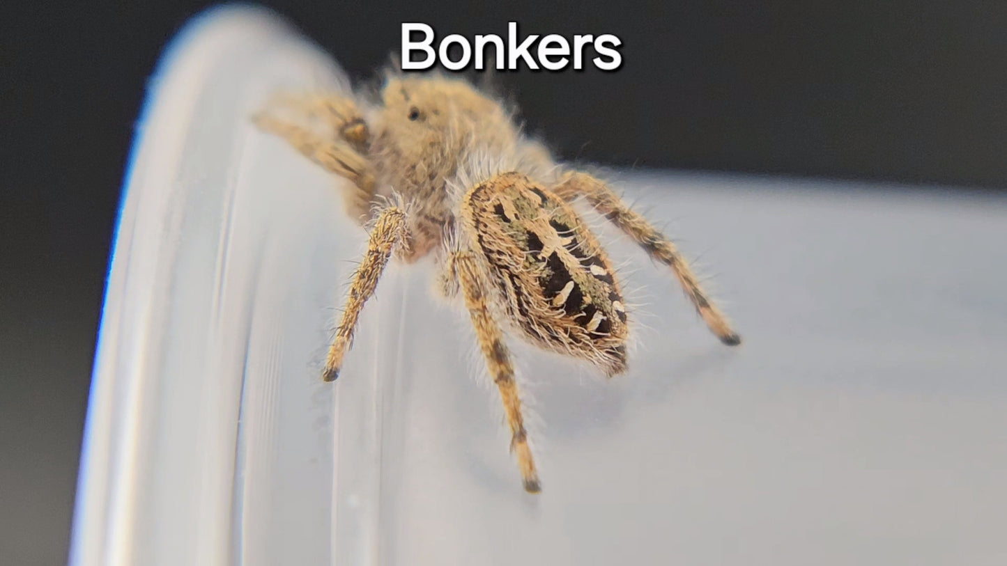 Bonkers - Penultimate Female P texanus (Shipping Invoiced Separately)