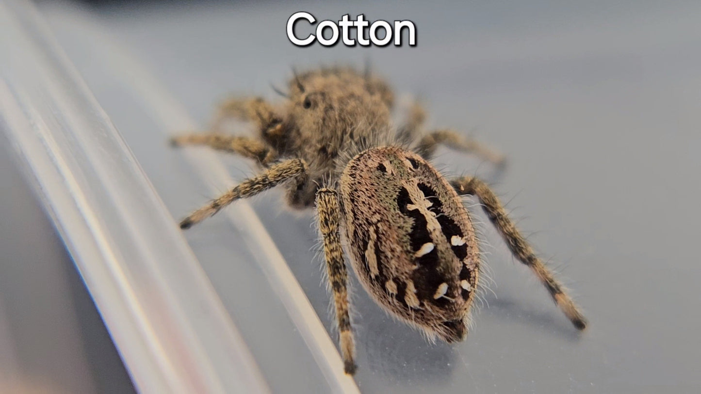 Cotton - Penultimate Female P. texanus (Shipping Invoiced Separately)