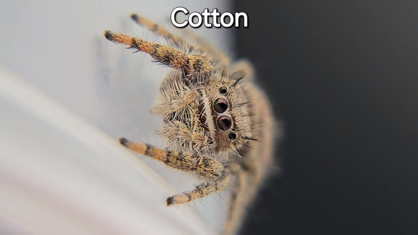 Cotton - Penultimate Female P. texanus (Shipping Invoiced Separately)