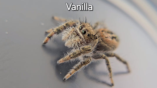 Vanilla - Penultimate Female P. texanus (Shipping Invoiced Separately)