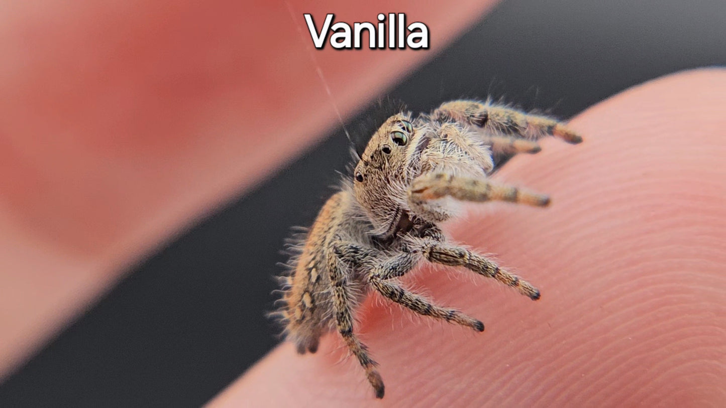 Vanilla - Penultimate Female P. texanus (Shipping Invoiced Separately)