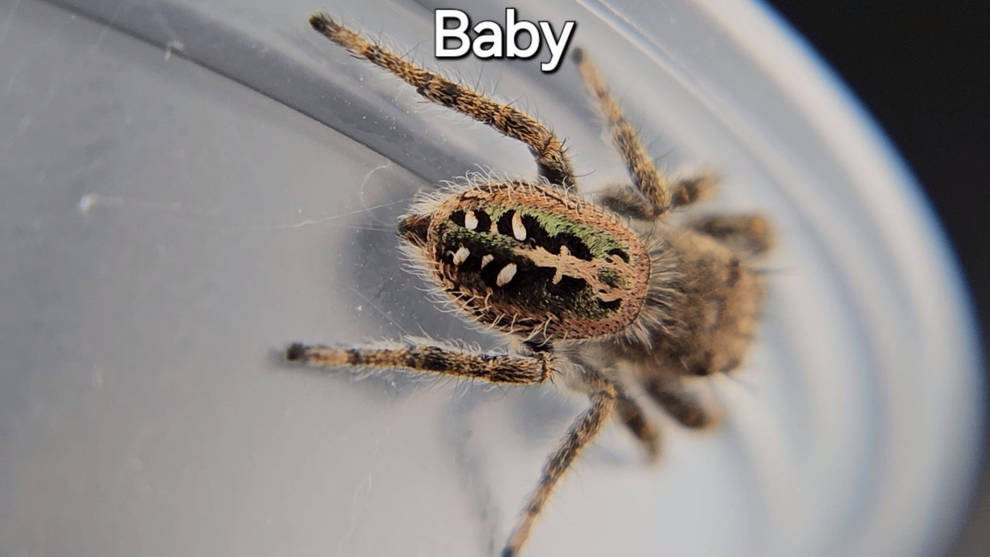 Baby - Penultimate Female P. texanus (Shipping Invoiced Separately)