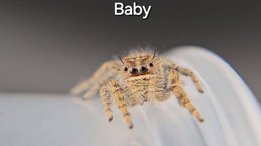 Baby - Penultimate Female P. texanus (Shipping Invoiced Separately)