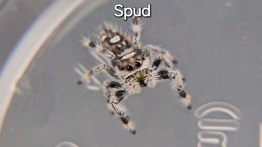 Spud - Juvenile Male Regal (Shipping Invoiced Separately)