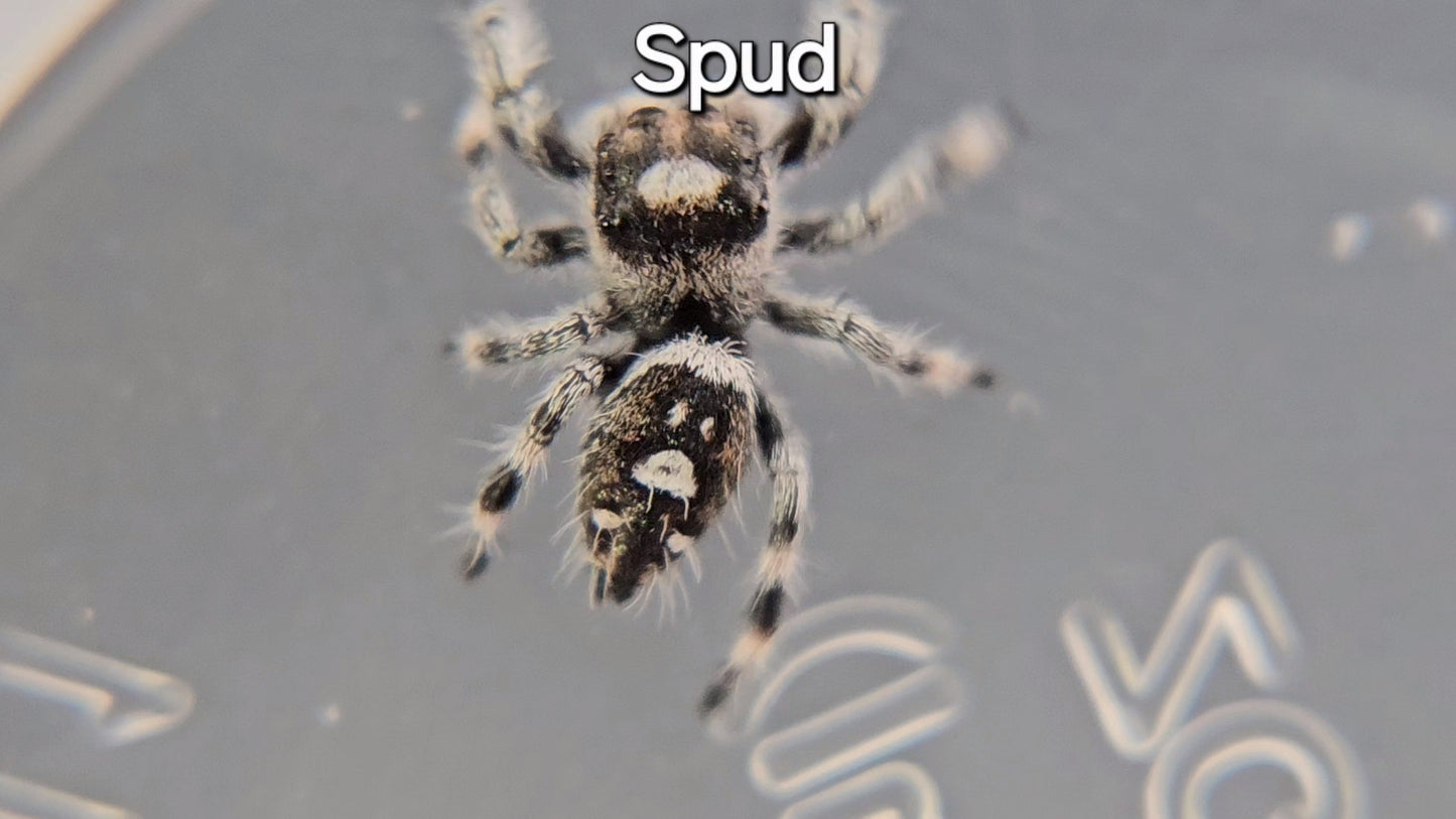 Spud - Juvenile Male Regal (Shipping Invoiced Separately)