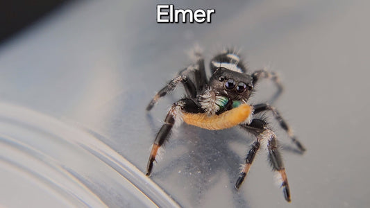 Elmer - Juvenile Male Regal (Shipping Invoiced Separately)