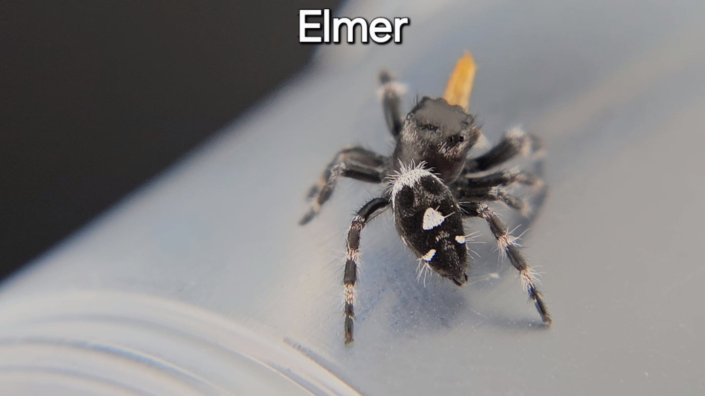 Elmer - Juvenile Male Regal (Shipping Invoiced Separately)