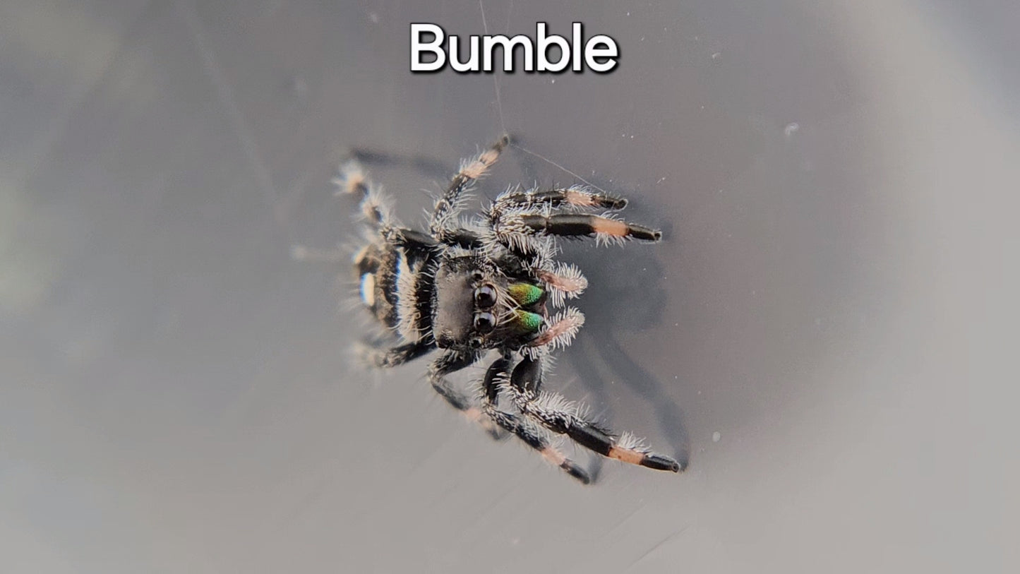 Bumble - Male Regal (Shipping Invoiced Separately)