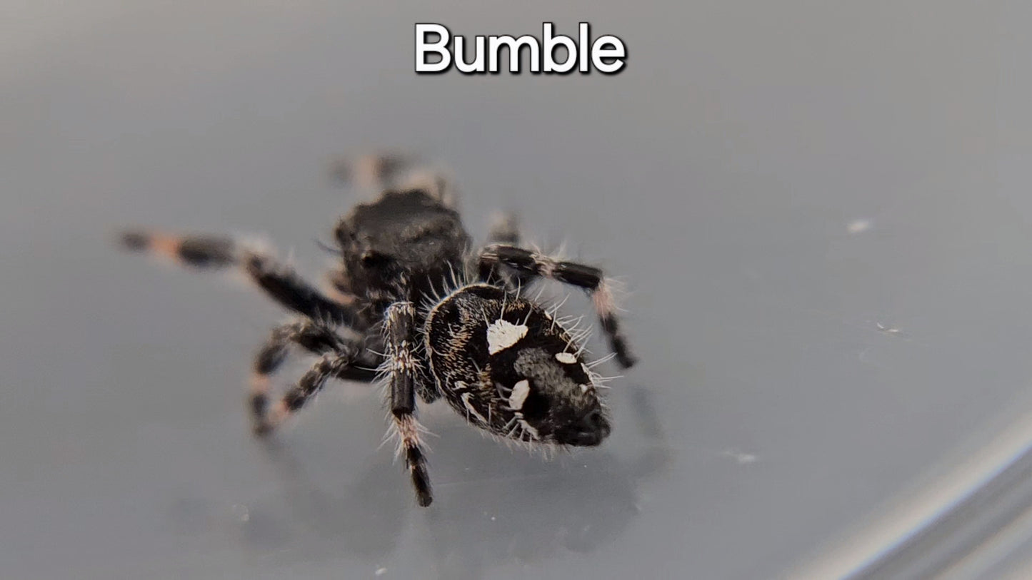 Bumble - Male Regal (Shipping Invoiced Separately)