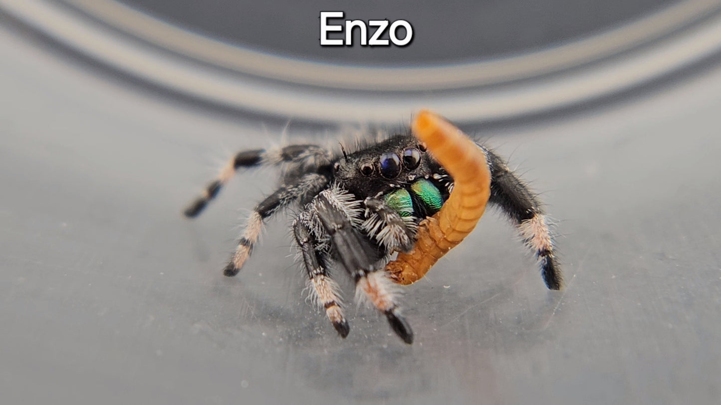 Enzo - Male Regal (Shipping Invoiced Separately)