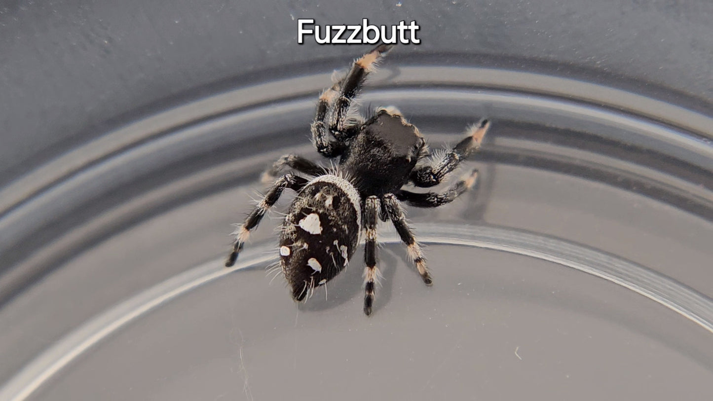 Fuzzbutt - Male Regal (Shipping Invoiced Separately)