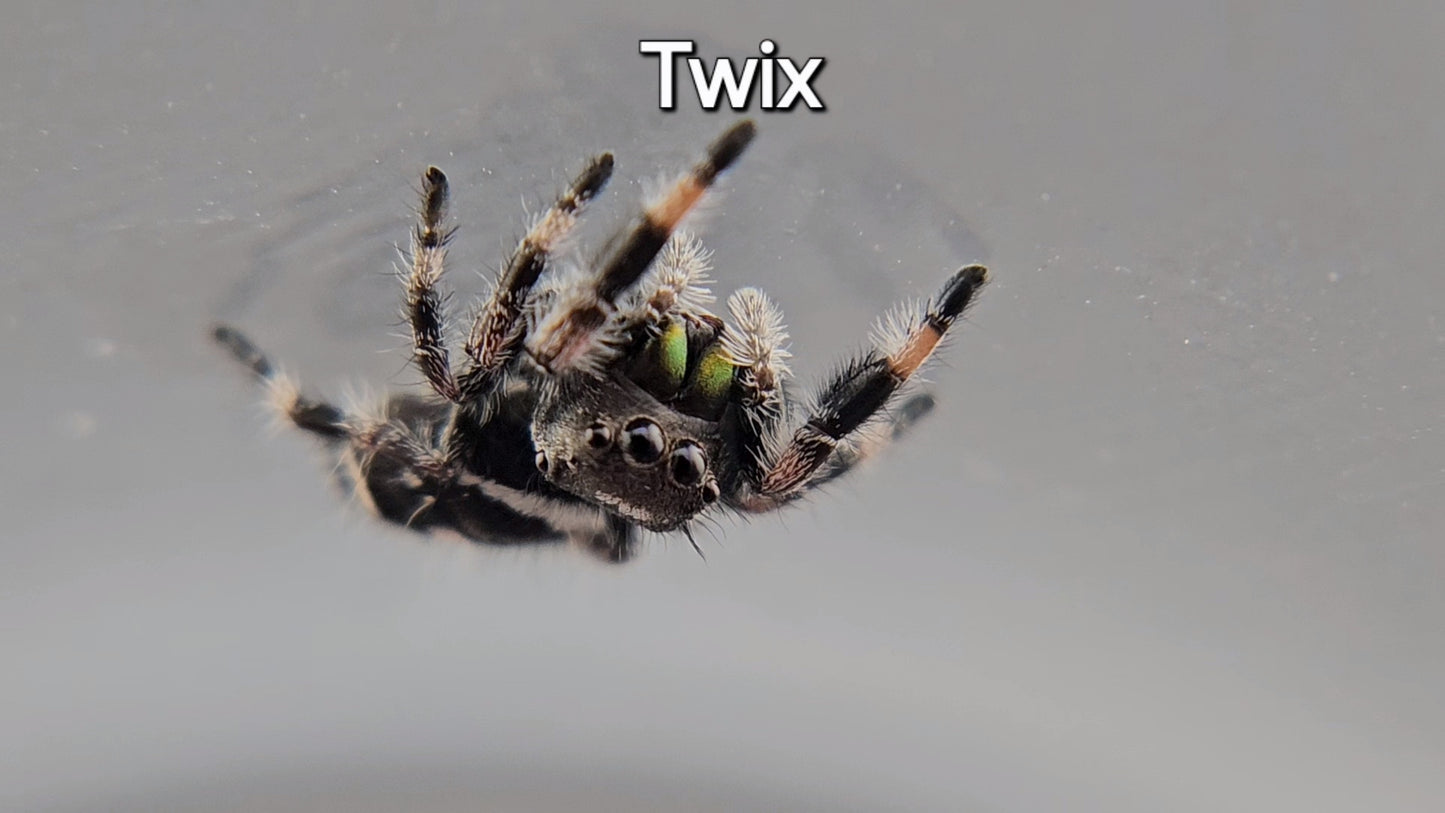 Twix - Male Regal (Shipping Invoiced Separately)