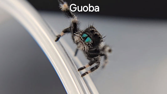 Guoba - Male Regal (Shipping Invoiced Separately)