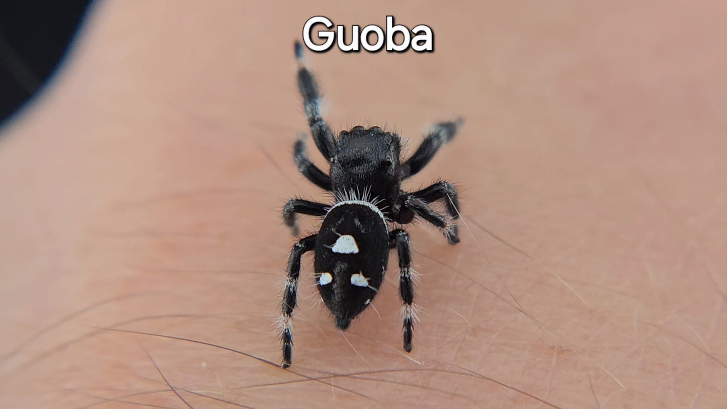 Guoba - Male Regal (Shipping Invoiced Separately)