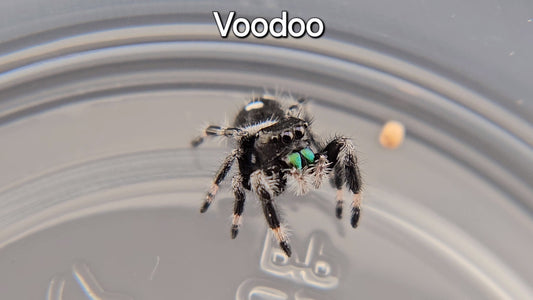 Voodoo - Male Regal (Shipping Invoiced Separately)