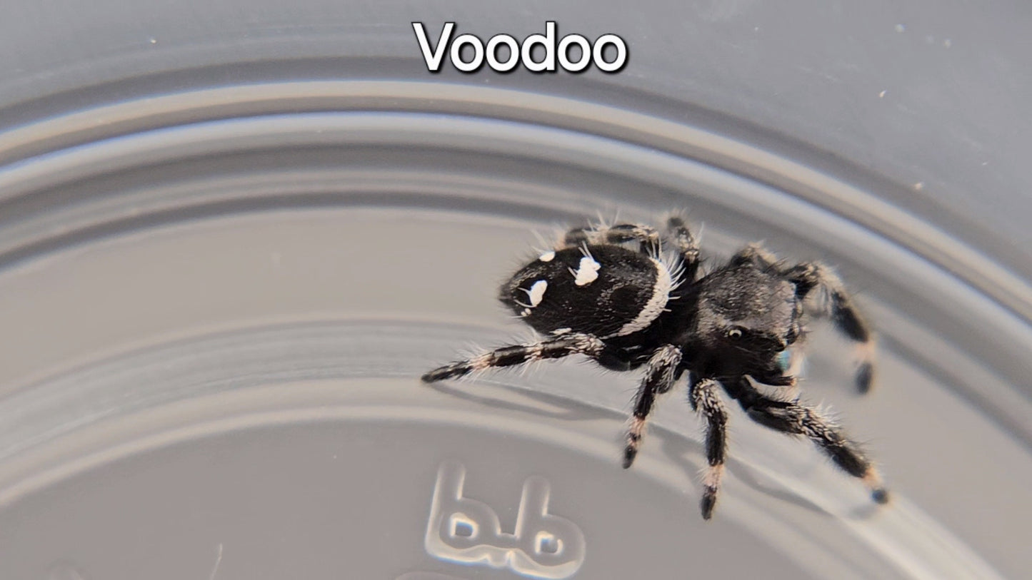 Voodoo - Male Regal (Shipping Invoiced Separately)