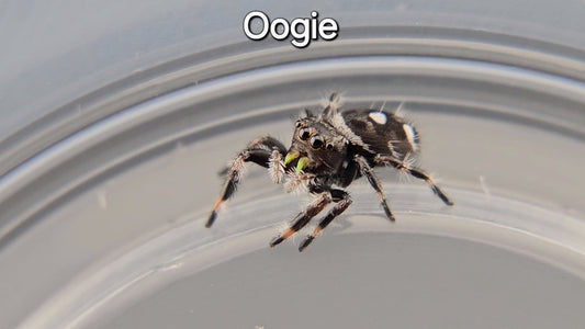 Oogie - Male Regal (Shipping Invoiced Manually)