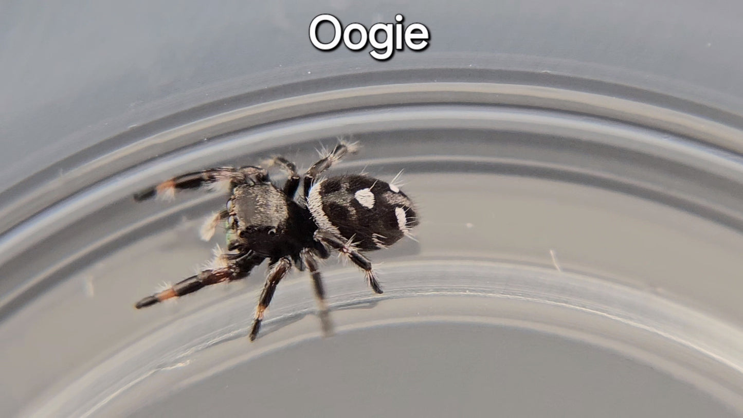 Oogie - Male Regal (Shipping Invoiced Manually)