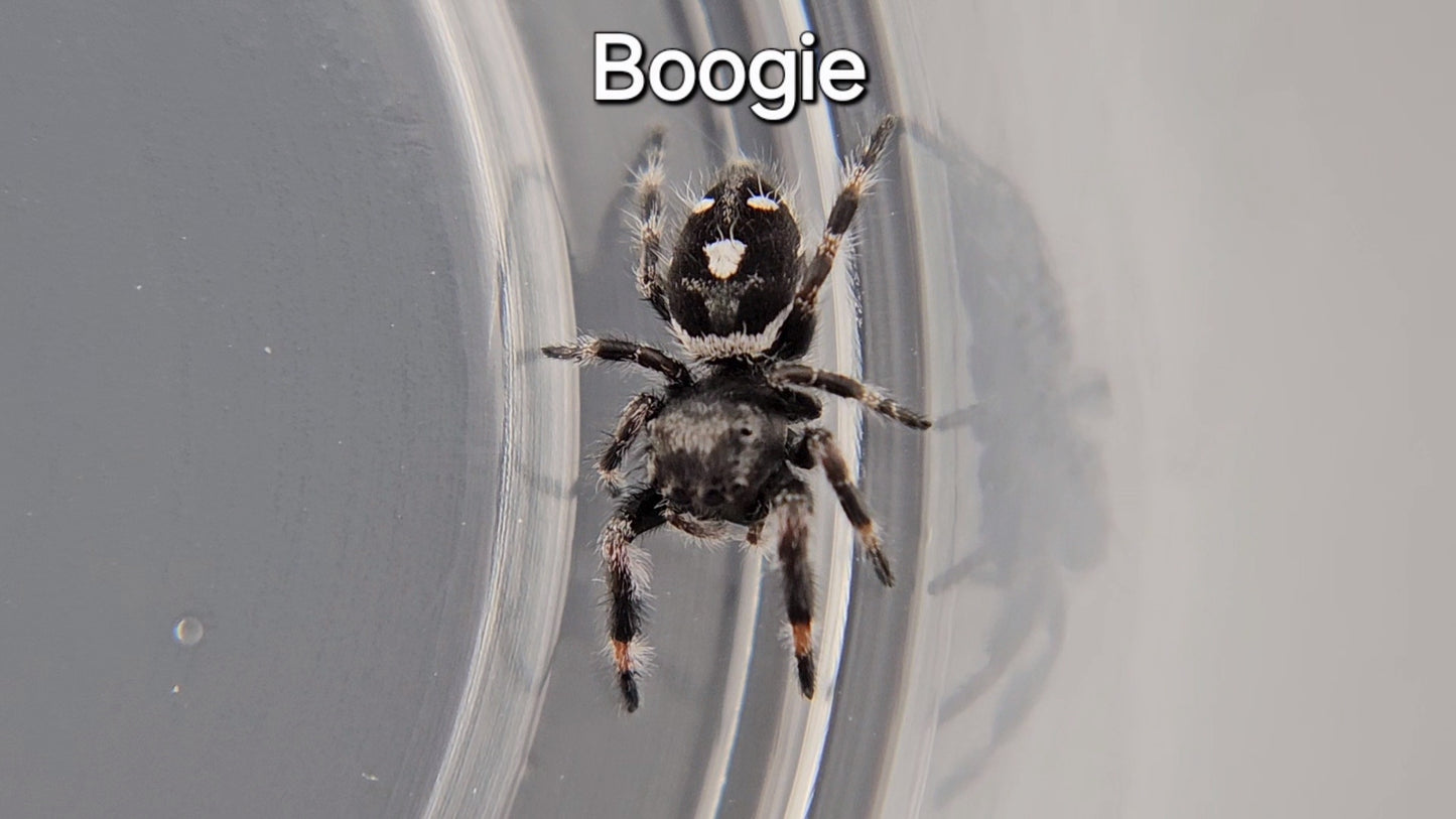 Boogie - Male Regal (Shipping Invoiced Manually)