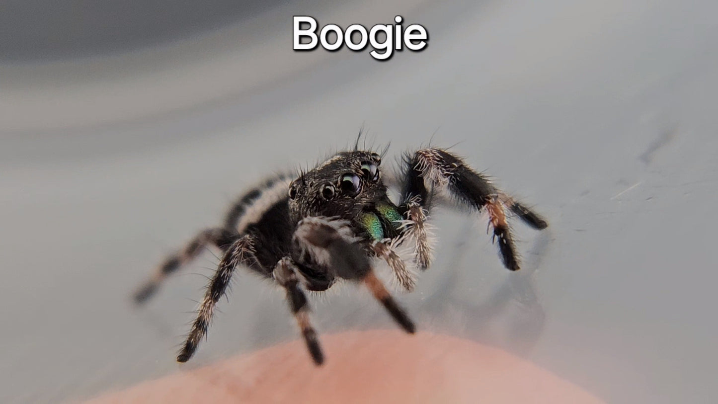 Boogie - Male Regal (Shipping Invoiced Manually)