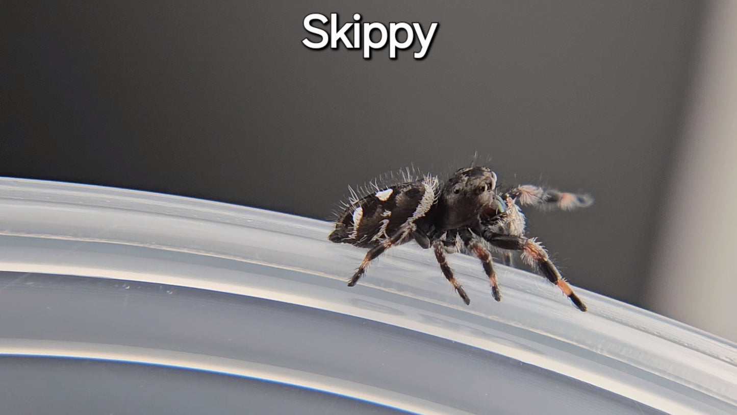 Skippy - Male Regal (Shipping Invoiced Manually)