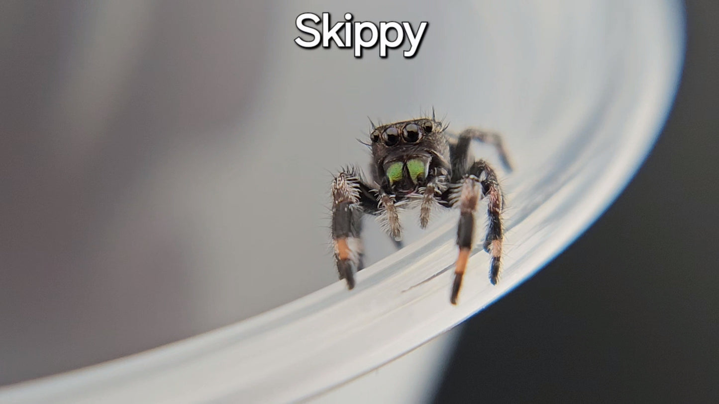 Skippy - Male Regal (Shipping Invoiced Manually)