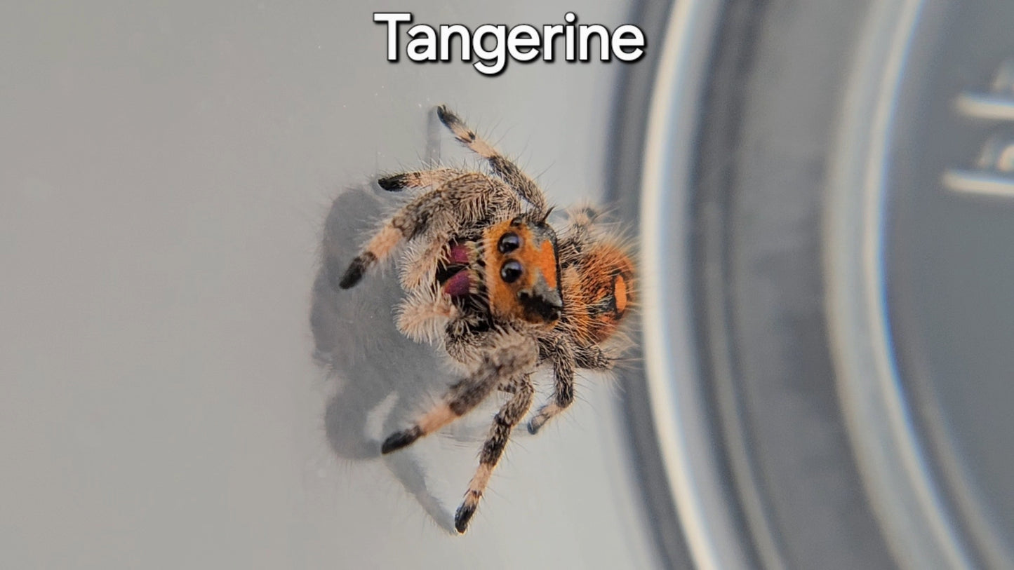 Tangerine - Female Regal (Shipping Invoiced Manually)