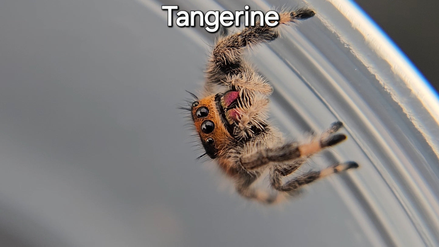 Tangerine - Female Regal (Shipping Invoiced Manually)