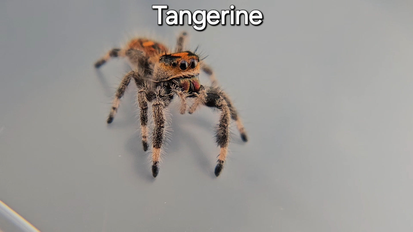 Tangerine - Female Regal (Shipping Invoiced Manually)