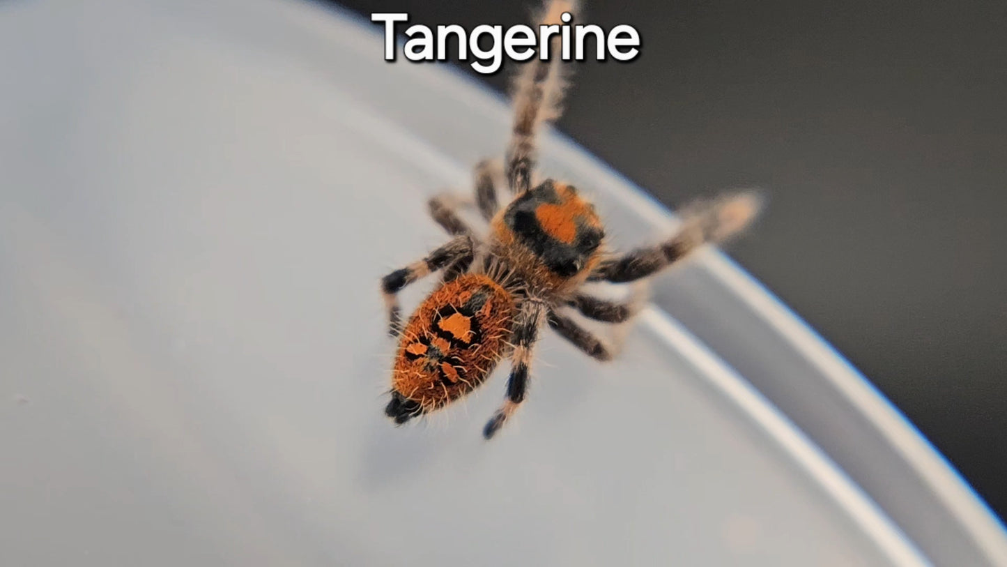 Tangerine - Female Regal (Shipping Invoiced Manually)