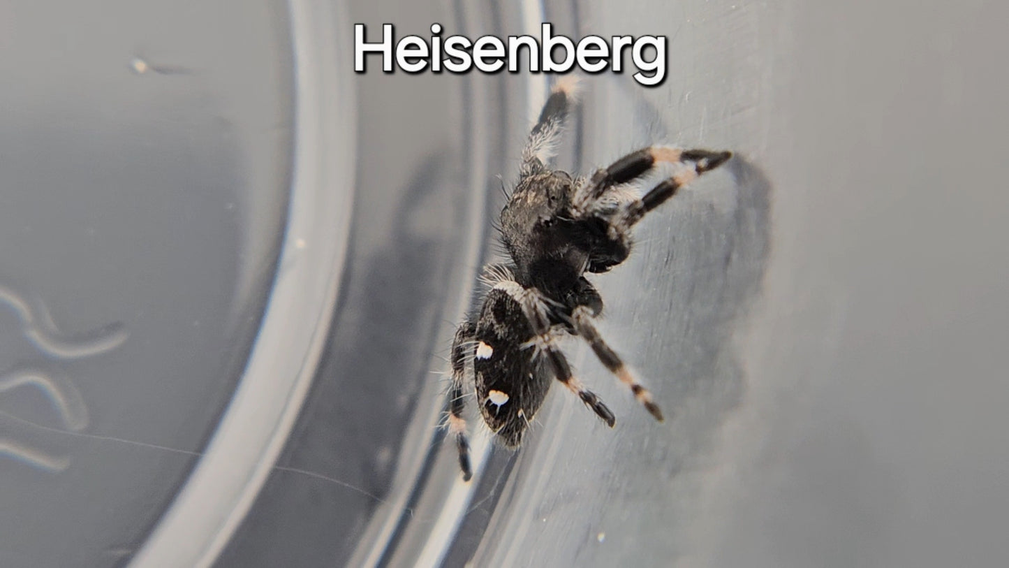 Heisenberg - Male Regal (Shipping Invoiced Manually)