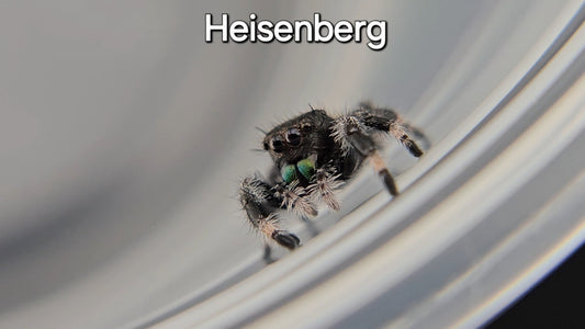 Heisenberg - Male Regal (Shipping Invoiced Manually)