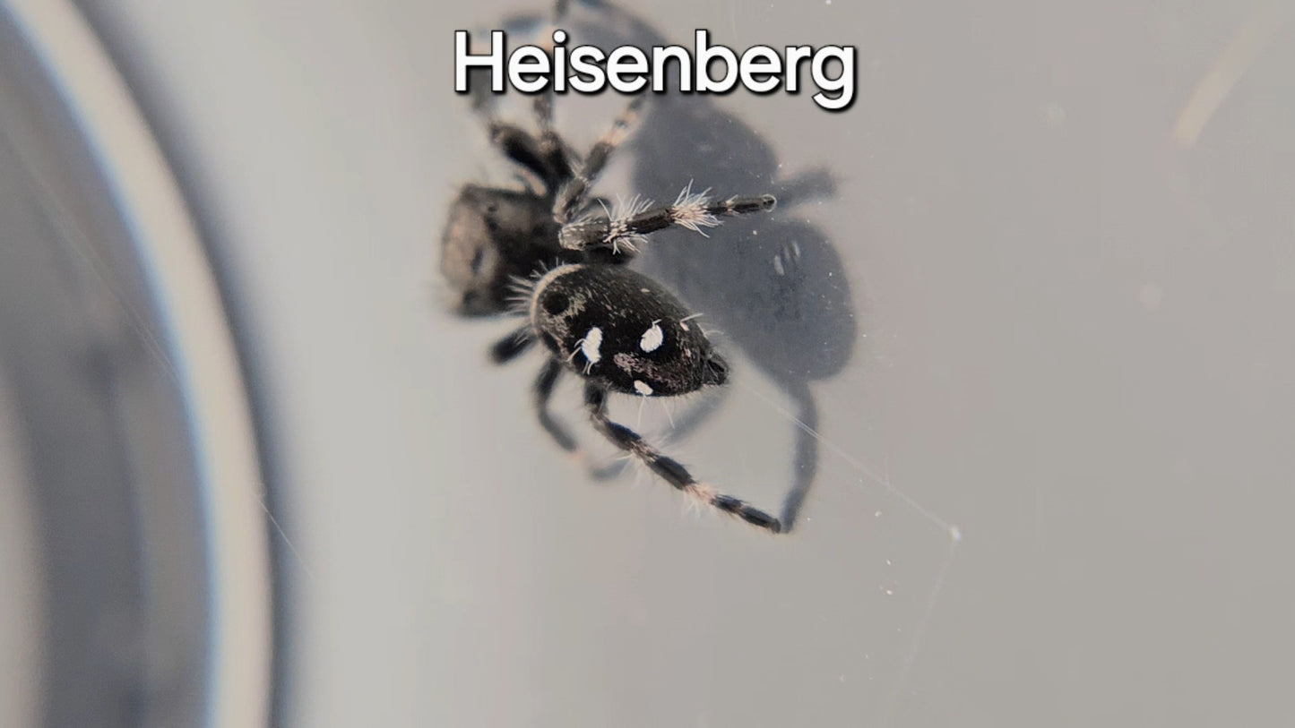 Heisenberg - Male Regal (Shipping Invoiced Manually)