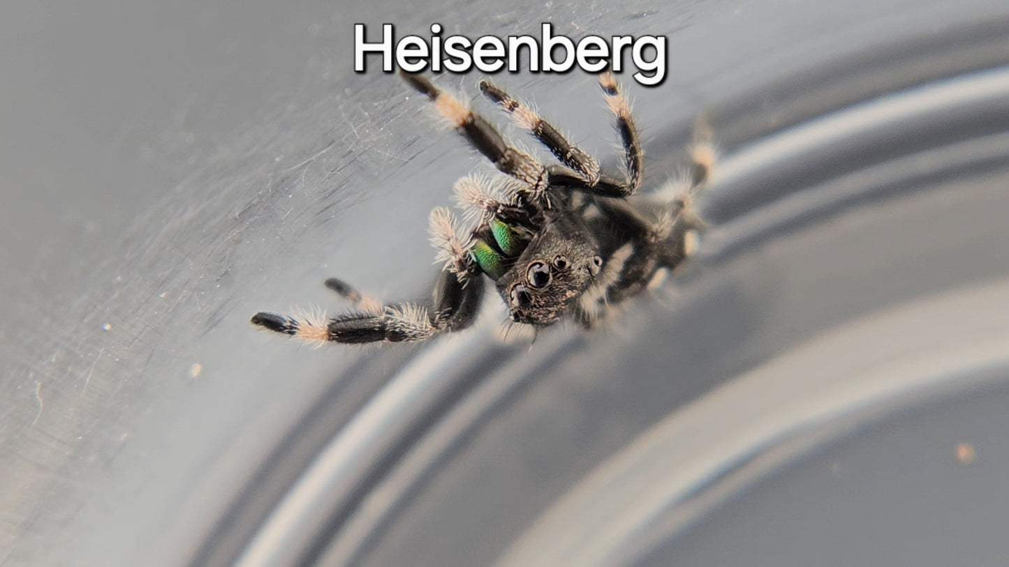 Heisenberg - Male Regal (Shipping Invoiced Manually)