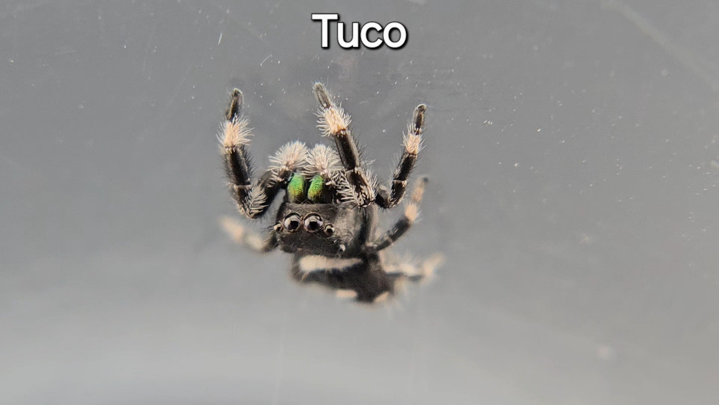 Tuco - Male Regal (Shipping Invoiced Manually)