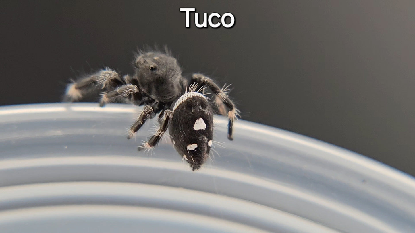 Tuco - Male Regal (Shipping Invoiced Manually)