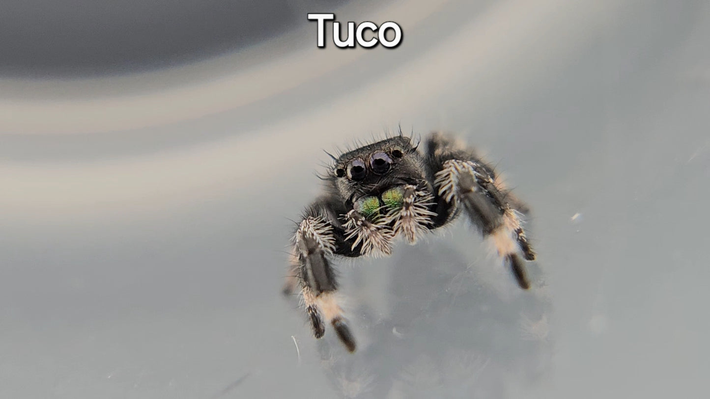 Tuco - Male Regal (Shipping Invoiced Manually)