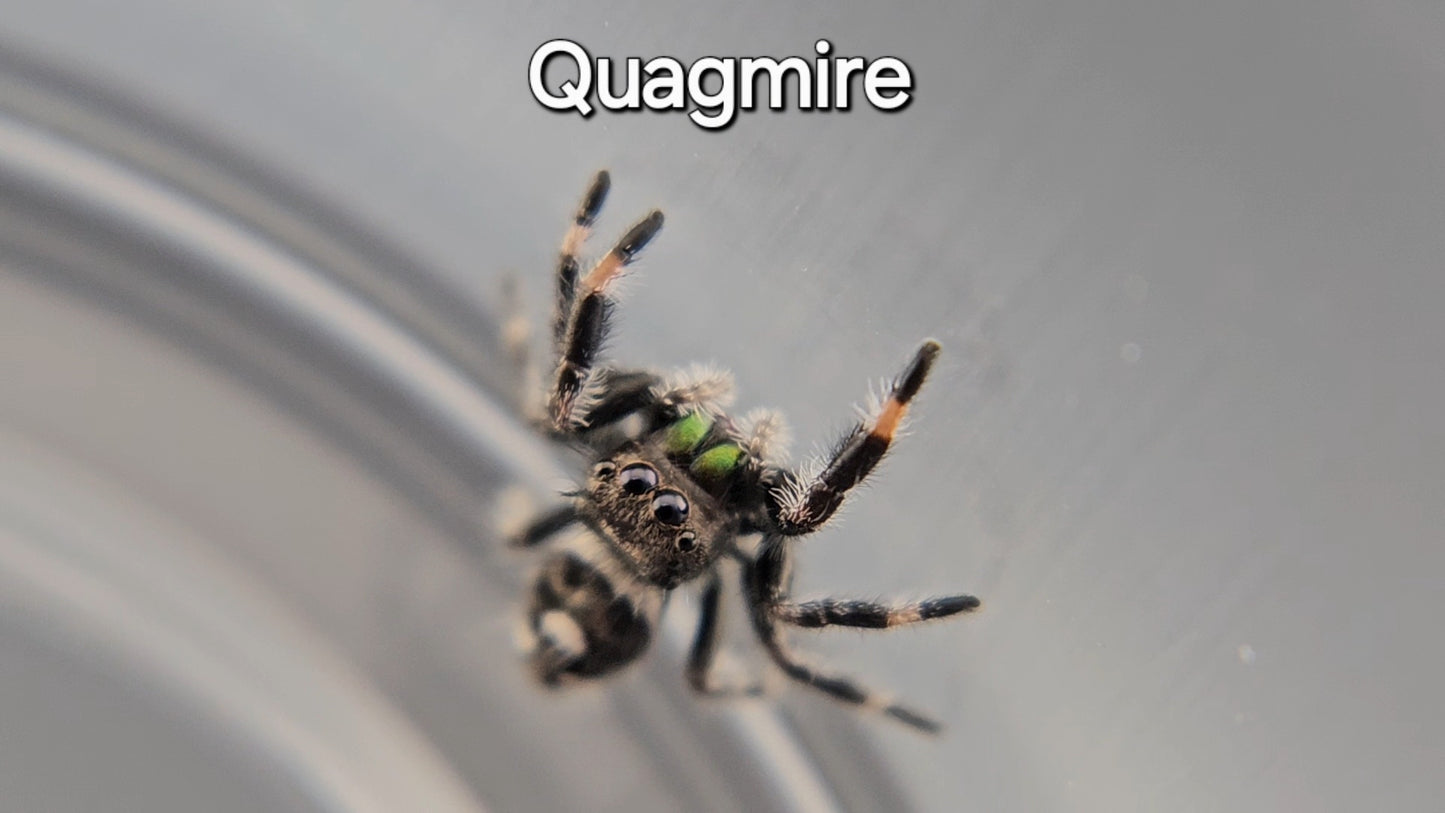 Quagmire - Male Regal (Shipping Invoiced Manually)