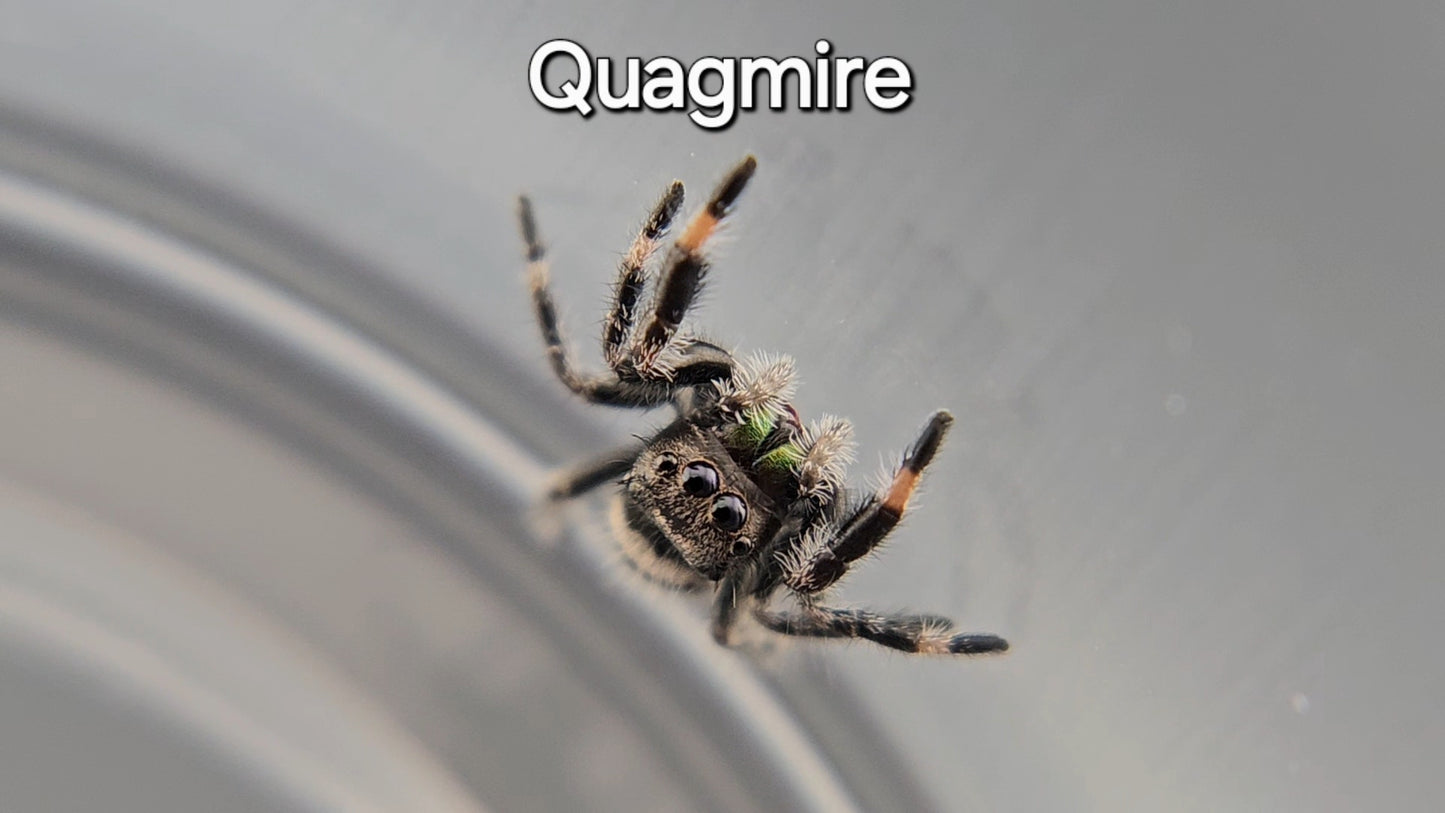 Quagmire - Male Regal (Shipping Invoiced Manually)