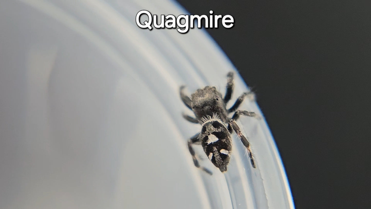 Quagmire - Male Regal (Shipping Invoiced Manually)