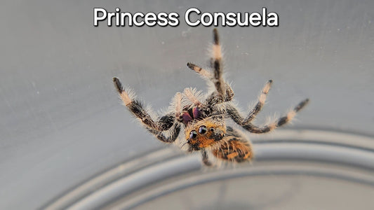 Princess Consuela - Female Regal